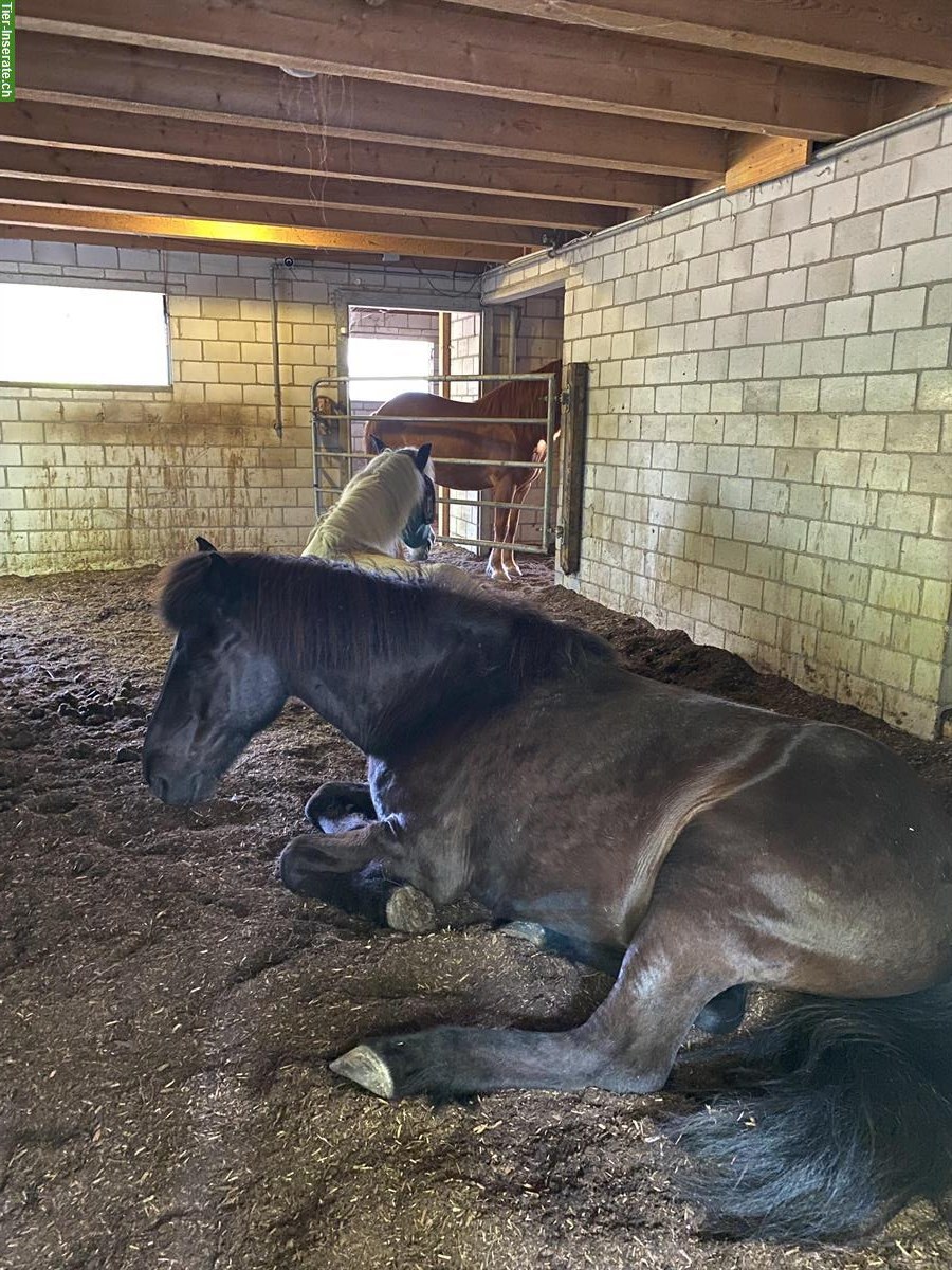 Bild 5: Kleinpferde/Ponys Offenstall zwischen Winterthur und Frauenfeld