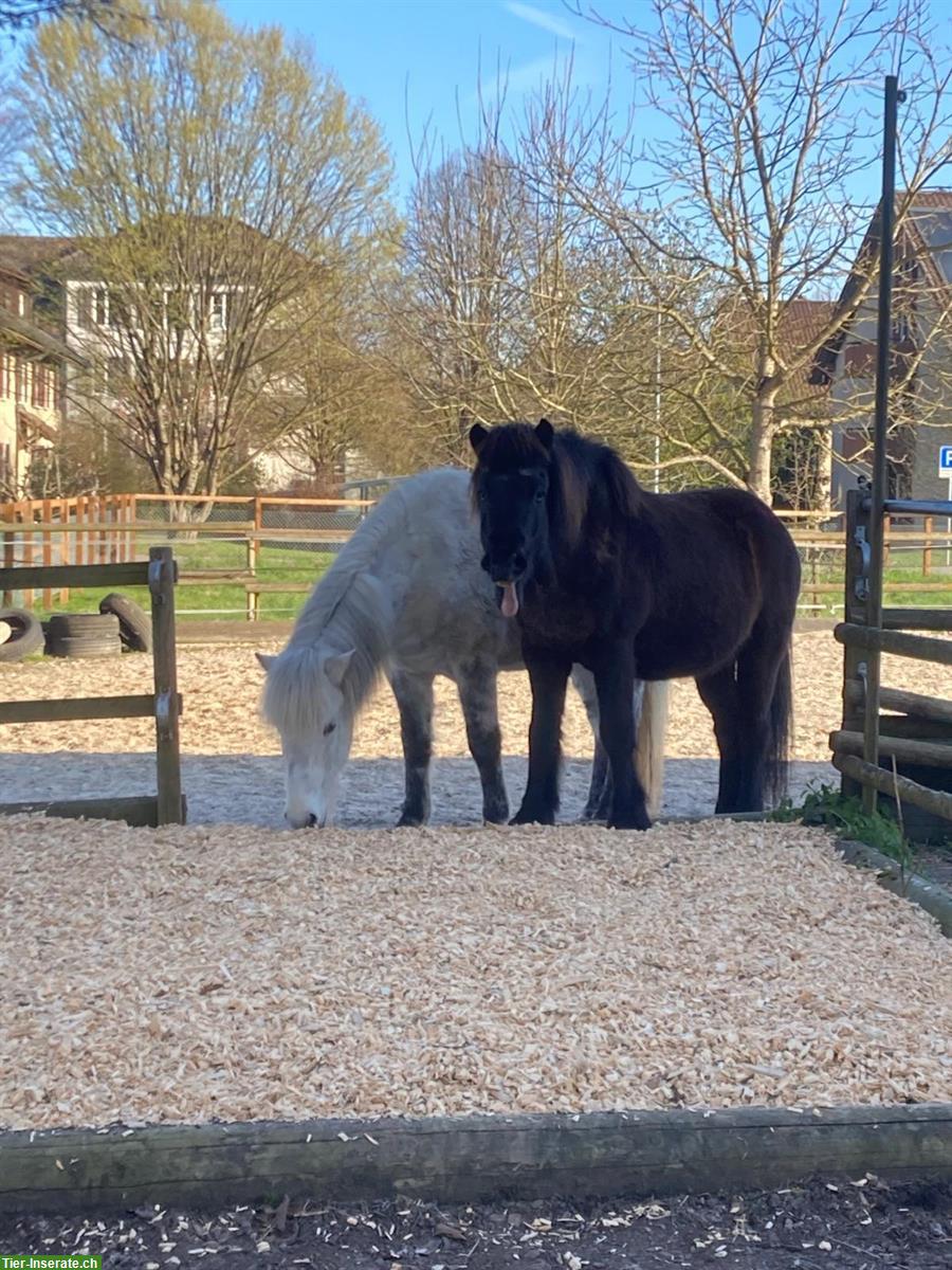 Bild 6: Kleinpferde/Ponys Offenstall zwischen Winterthur und Frauenfeld