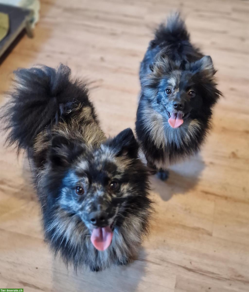 Bild 7: Pomsky x Spitz Welpen zu verkaufen