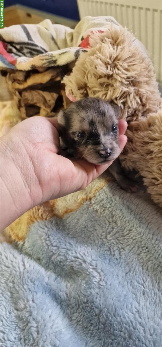 Bild 8: Pomsky x Spitz Welpen zu verkaufen