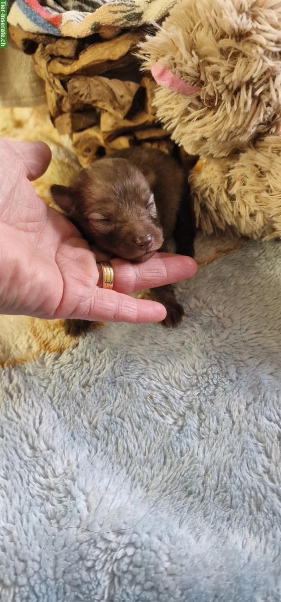 Bild 9: Pomsky x Spitz Welpen zu verkaufen