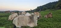 Zwergzebus suchen Sommerweide und Winterplatz AB SOFORT