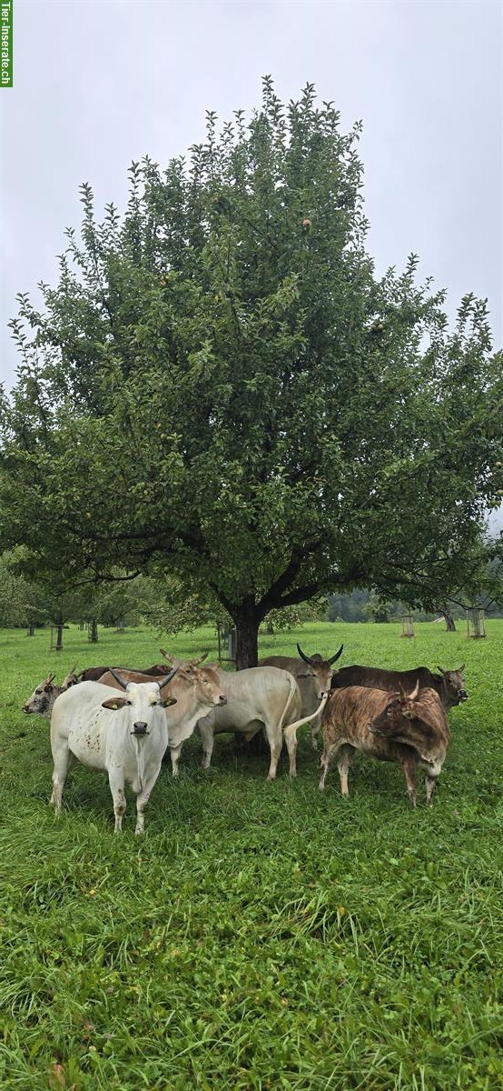 Bild 4: Zwergzebus suchen Sommerweide und Winterplatz AB SOFORT