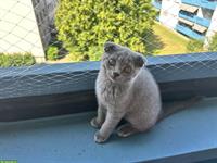 Süsses Katerchen sucht ein liebevolles Zuhause