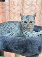 BKH Kitten weiblich in silver tabby abzugeben