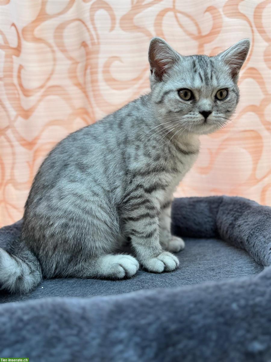 Bild 2: BKH Kitten weiblich in silver tabby abzugeben