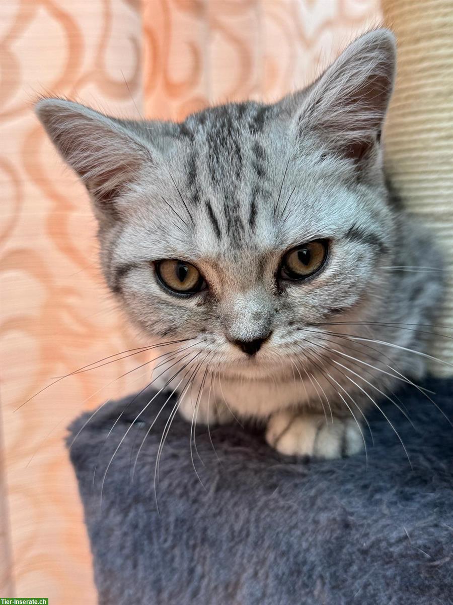 Bild 3: BKH Kitten weiblich in silver tabby abzugeben