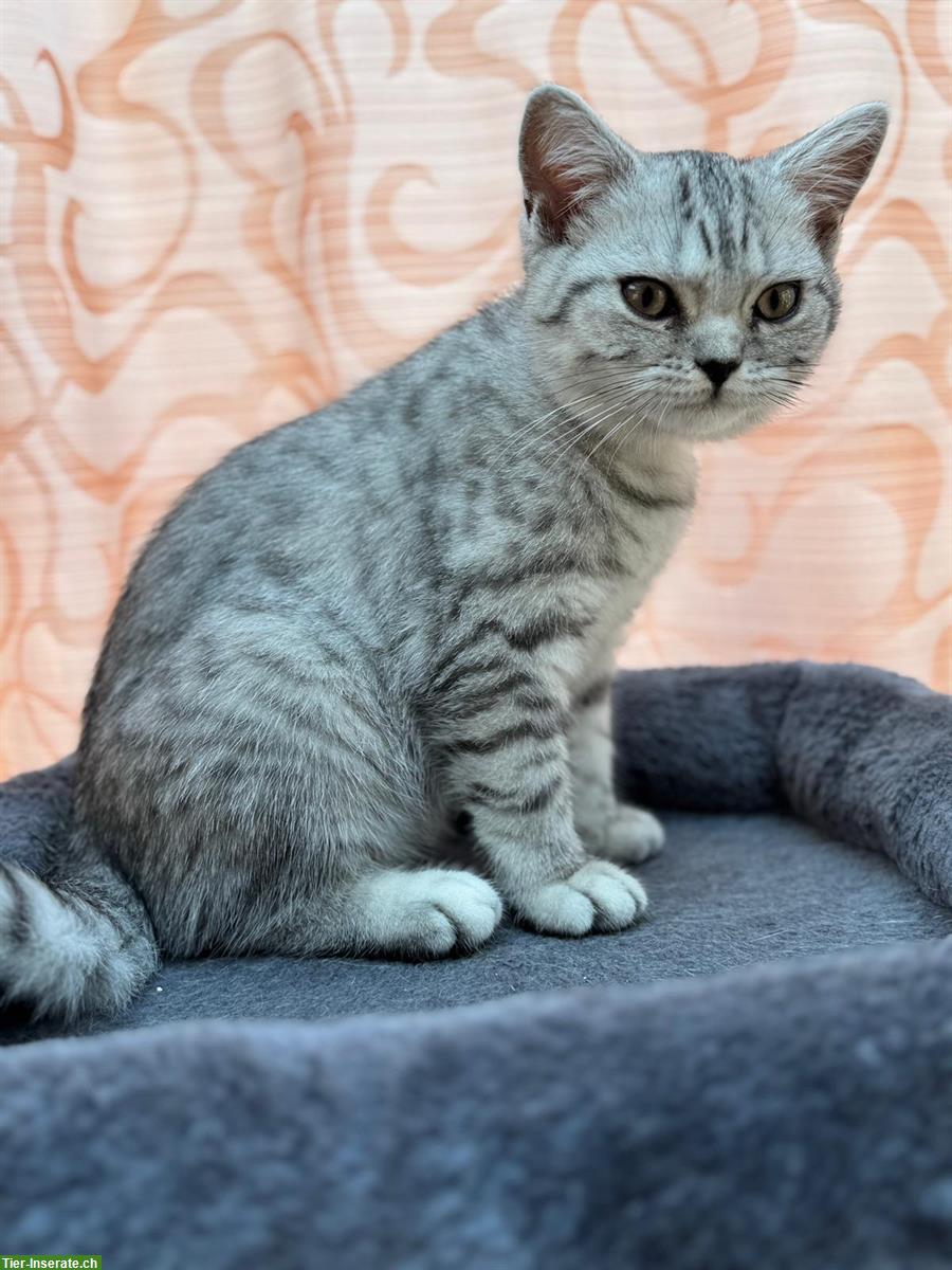 Bild 4: BKH Kitten weiblich in silver tabby abzugeben