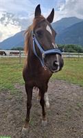 Reitbeteiligung für holländisches Sportpony im Horgenberg