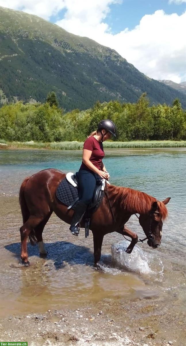 Bild 2: Reitbeteiligung für holländisches Sportpony im Horgenberg