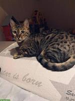 Bengal Katze und Maine Coon Kater abzugeben