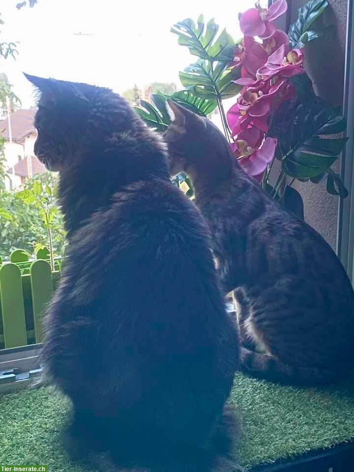 Bild 2: Bengal Katze und Maine Coon Kater abzugeben