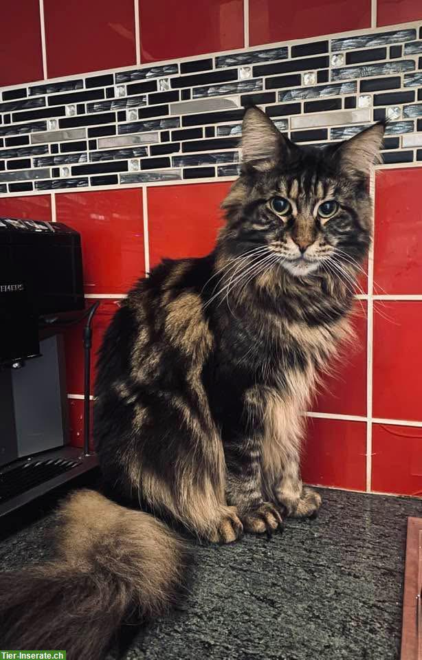 Bild 3: Bengal Katze und Maine Coon Kater abzugeben