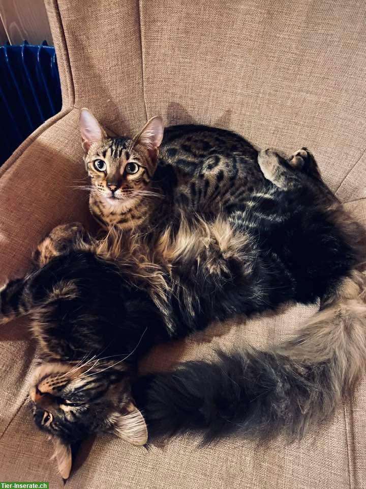Bild 4: Bengal Katze und Maine Coon Kater abzugeben