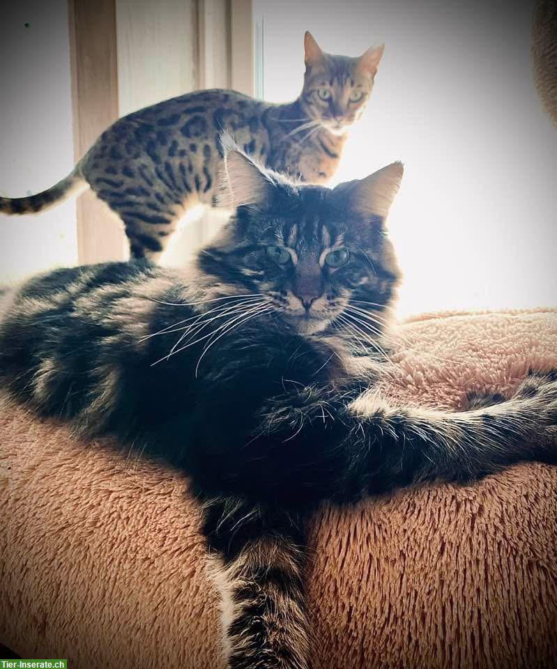 Bild 5: Bengal Katze und Maine Coon Kater abzugeben