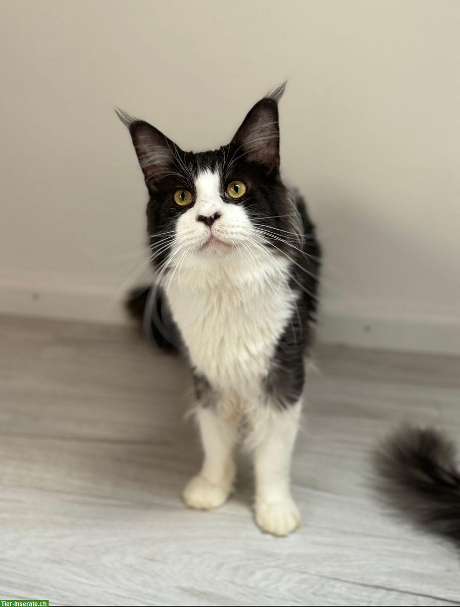 Wunderschöner XXL Maine Coon Kater, schwarz/weiss