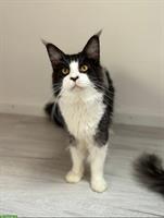 Wunderschöner XXL Maine Coon Kater, schwarz/weiss