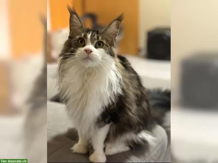 Bild 2: Wunderschöner XXL Maine Coon Kater, schwarz/weiss