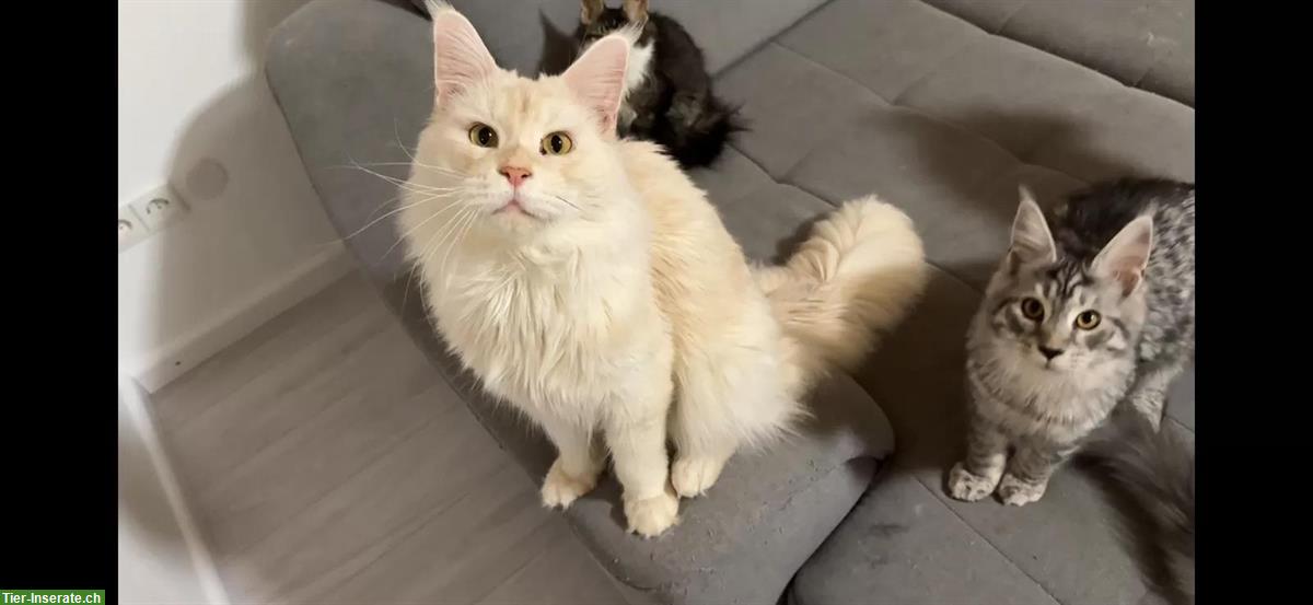 Bild 3: Wunderschöner XXL Maine Coon Kater, schwarz/weiss