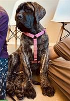 Mastiff Junghündin sucht ein Zuhause