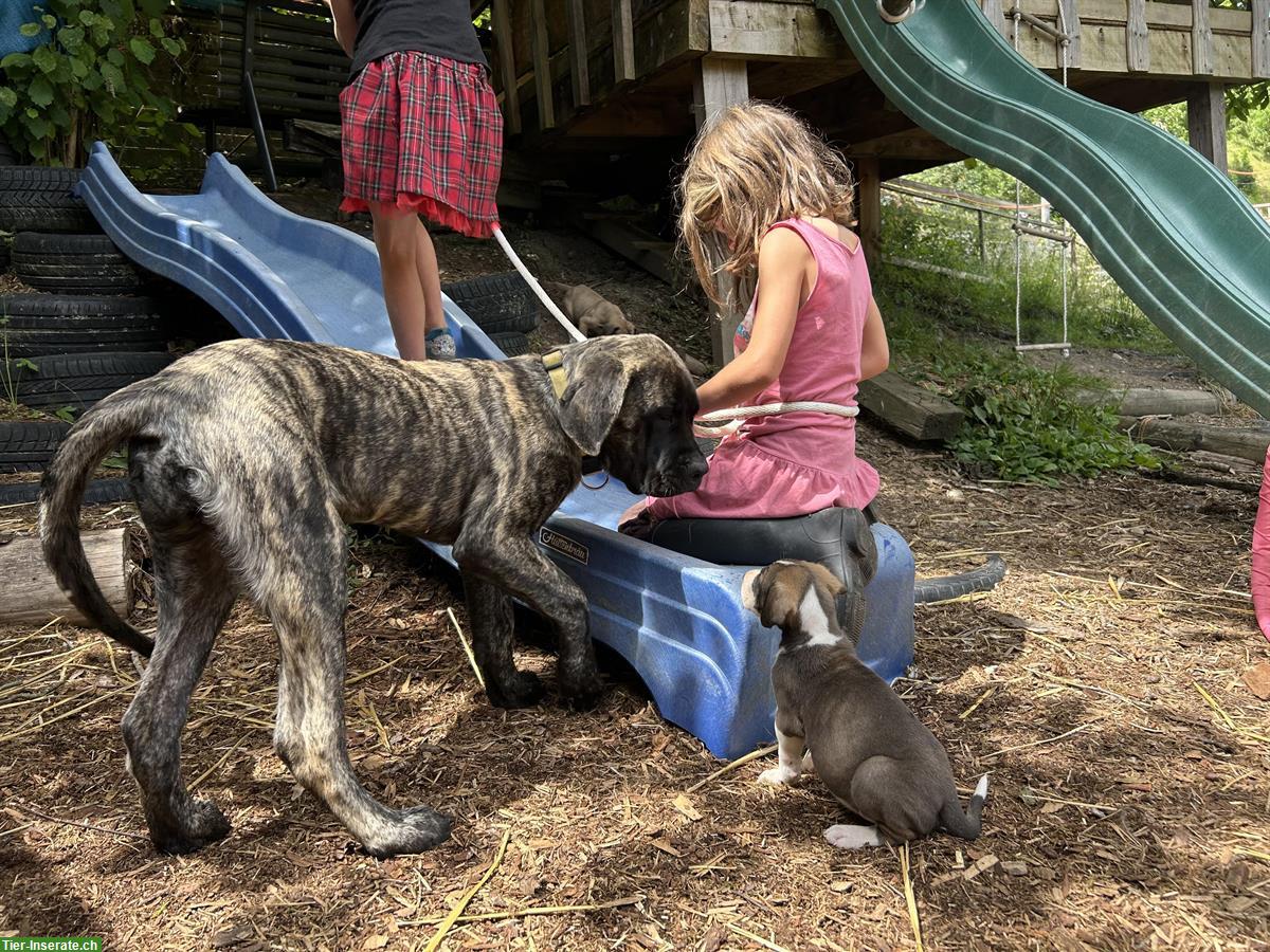 Bild 2: Mastiff Junghündin sucht ein Zuhause
