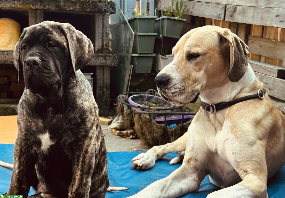 Bild 3: Mastiff Junghündin sucht ein Zuhause