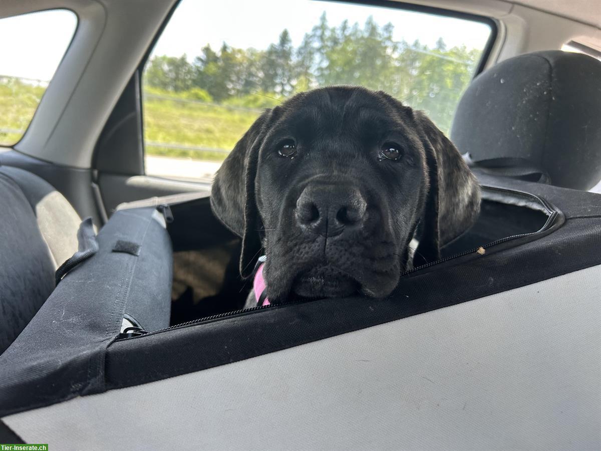 Bild 4: Mastiff Junghündin sucht ein Zuhause
