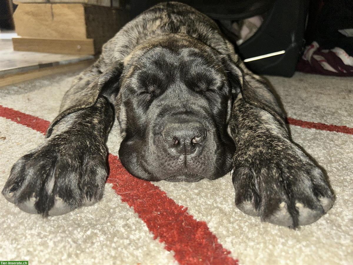 Bild 5: Mastiff Junghündin sucht ein Zuhause