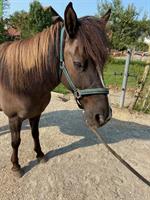 14-jähriges Islandpferd (Stute) zu verkaufen