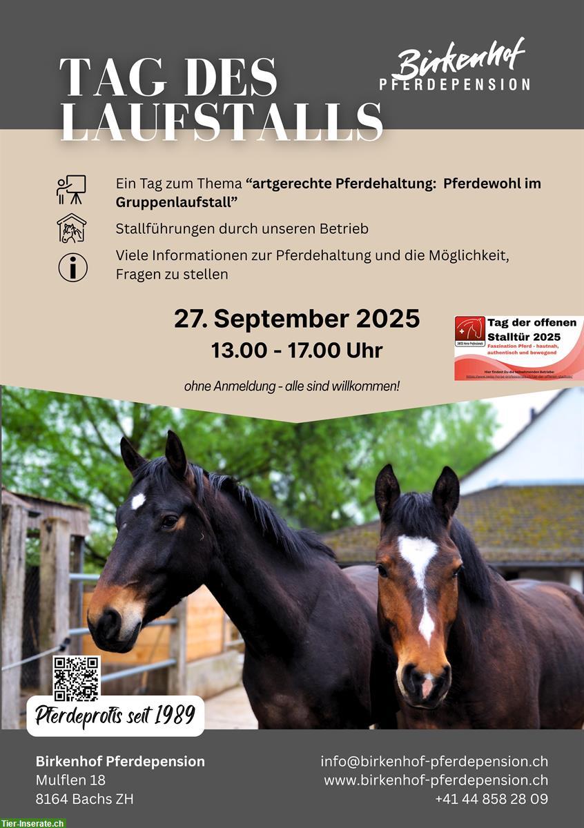 Tag des Laufstalls zum Thema «artgerechte Pferdehaltung»
