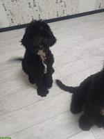 Shepadoodle Welpe sucht liebevolles Zuhause