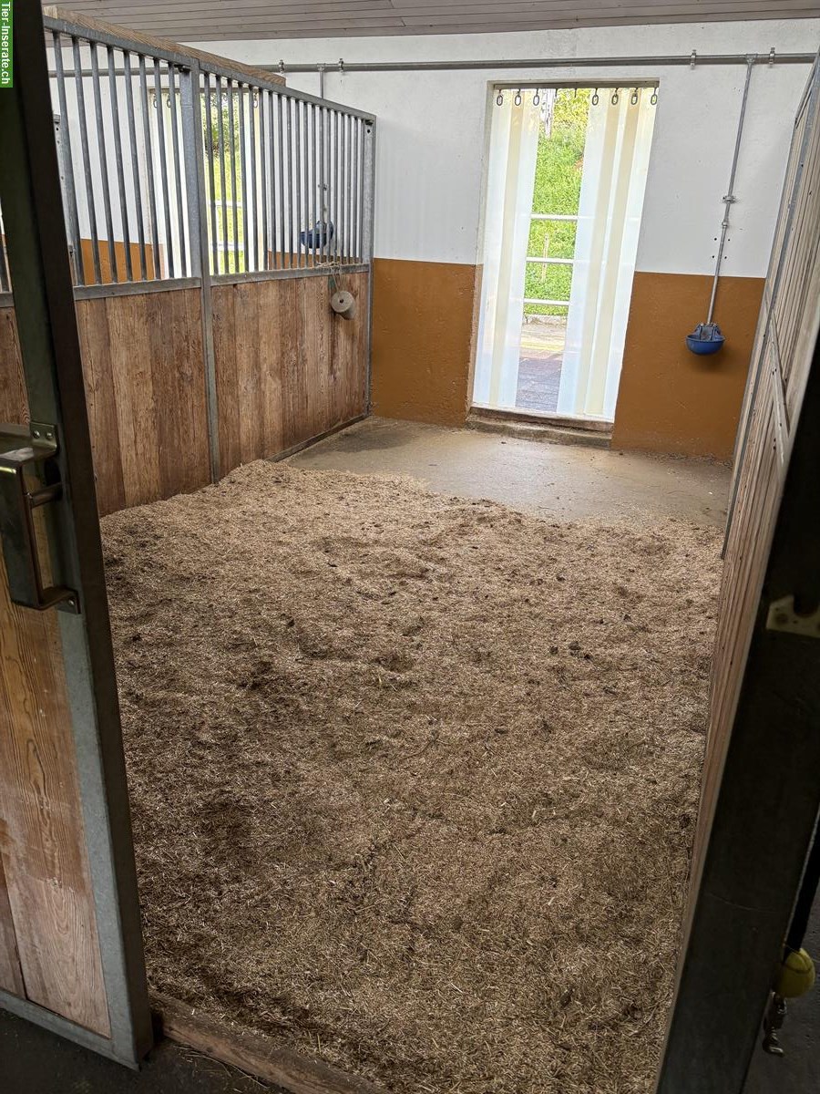 Helle Auslaufboxe zu vermieten, Romanshorn