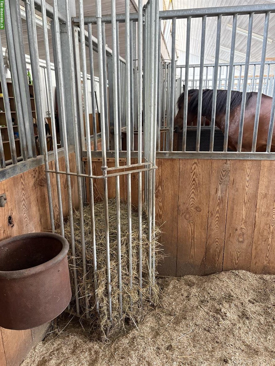Bild 4: Helle Auslaufboxe zu vermieten, Romanshorn