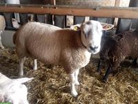 Texel Schafböcke zu verkaufen