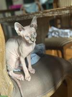 🐱 Sphynx Kätzchen suchen ein liebes Zuhause 🏠