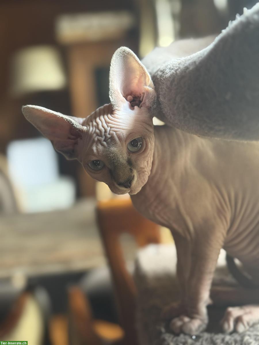 Bild 2: 🐱 Sphynx Kätzchen suchen ein liebes Zuhause 🏠