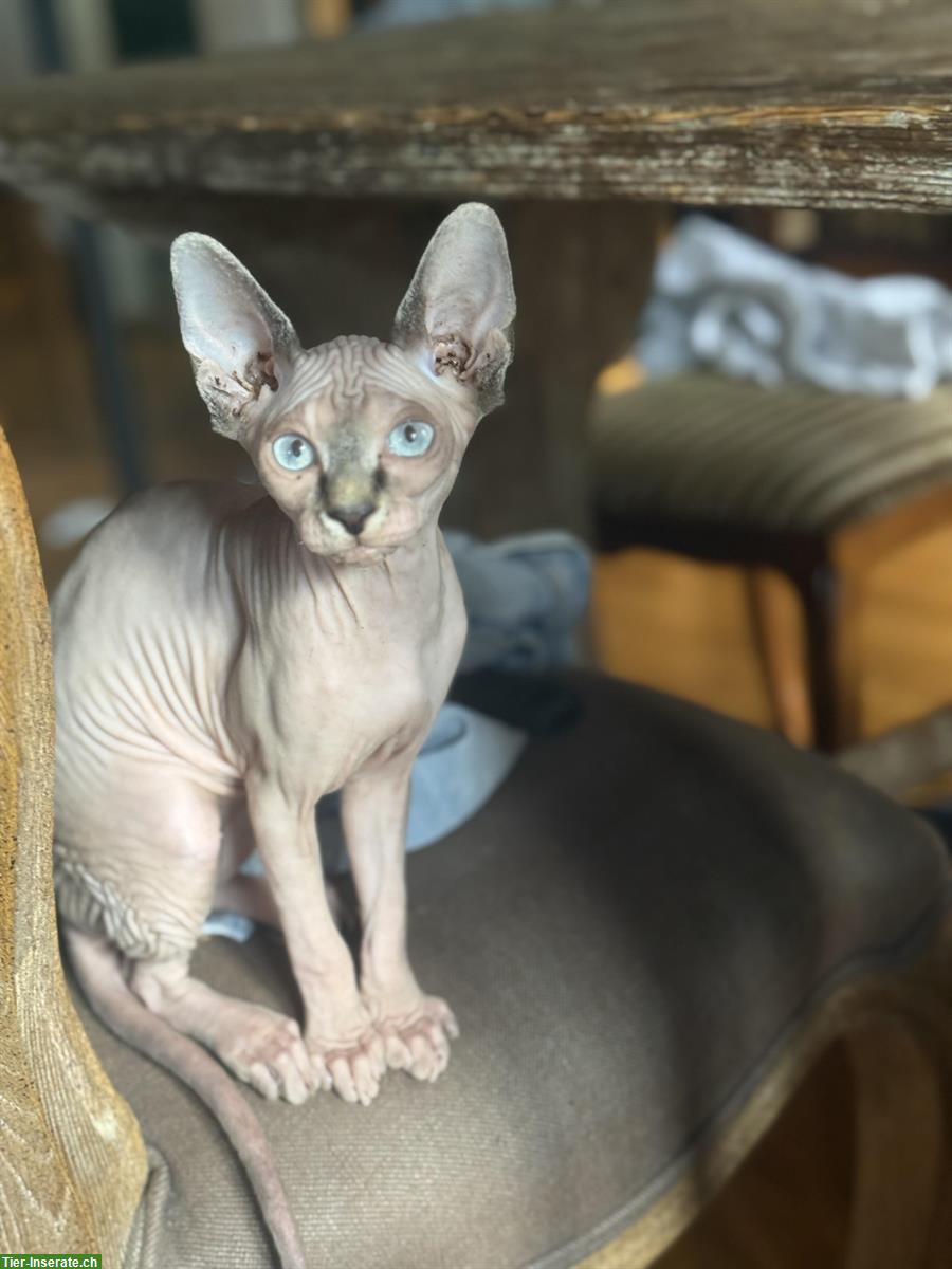 Bild 3: 🐱 Sphynx Kätzchen suchen ein liebes Zuhause 🏠