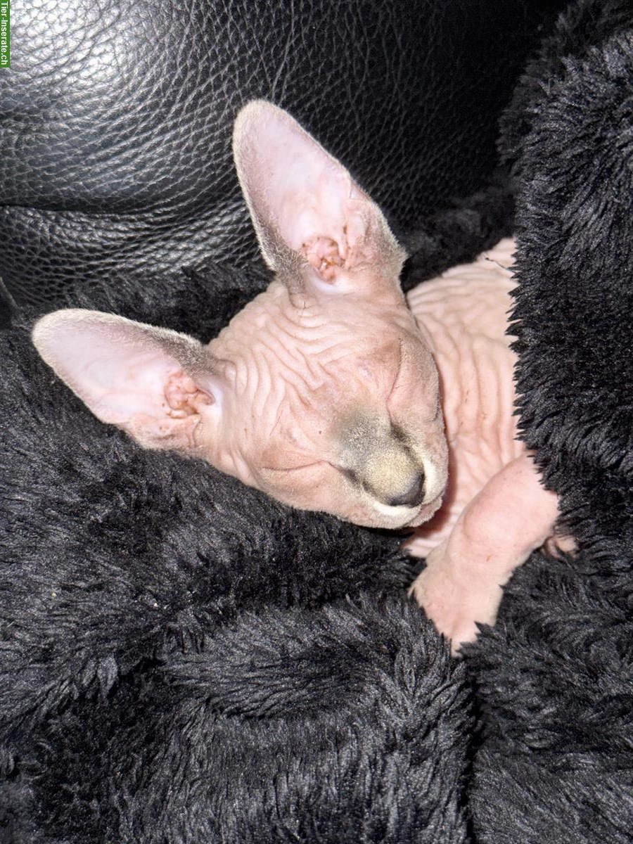 Bild 4: 🐱 Sphynx Kätzchen suchen ein liebes Zuhause 🏠
