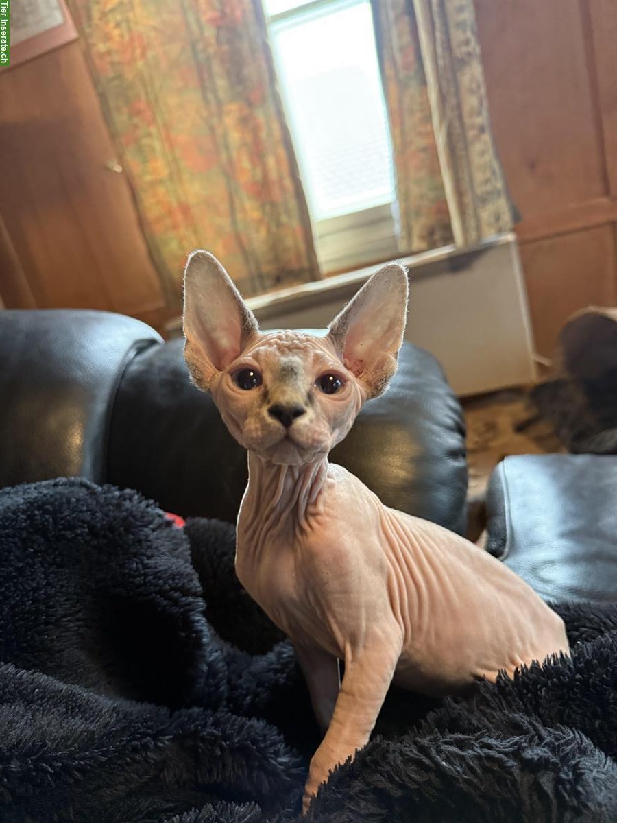 Bild 5: 🐱 Sphynx Kätzchen suchen ein liebes Zuhause 🏠