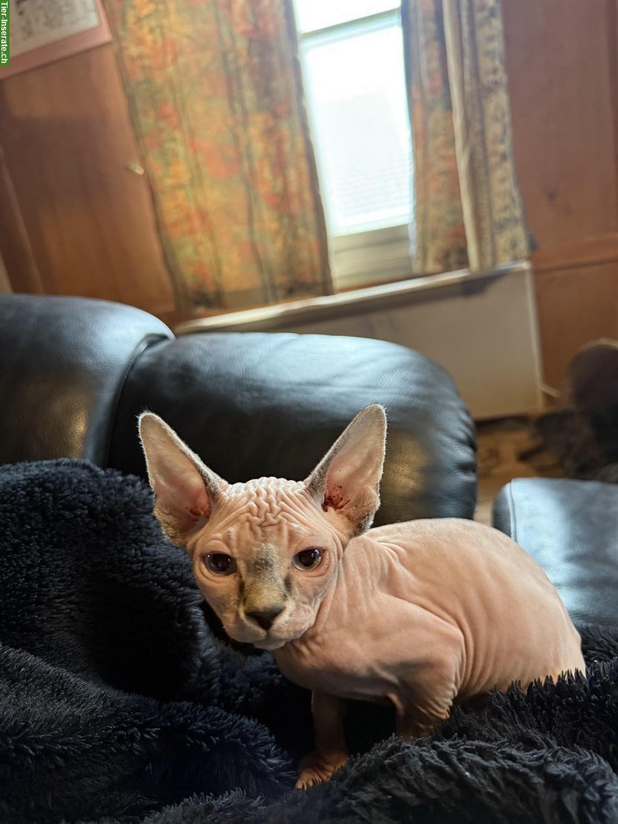 Bild 6: 🐱 Sphynx Kätzchen suchen ein liebes Zuhause 🏠
