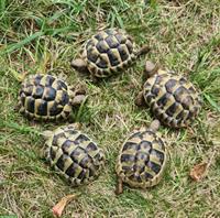 Baby-Schildkröten THB - Freigehege Aufzucht - Weibchen