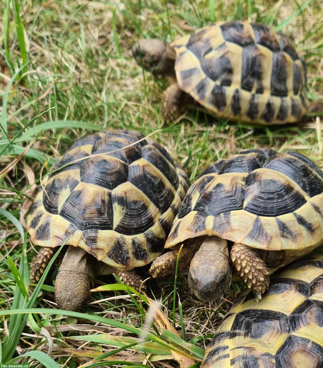 Bild 3: Baby-Schildkröten THB - Freigehege Aufzucht - Weibchen