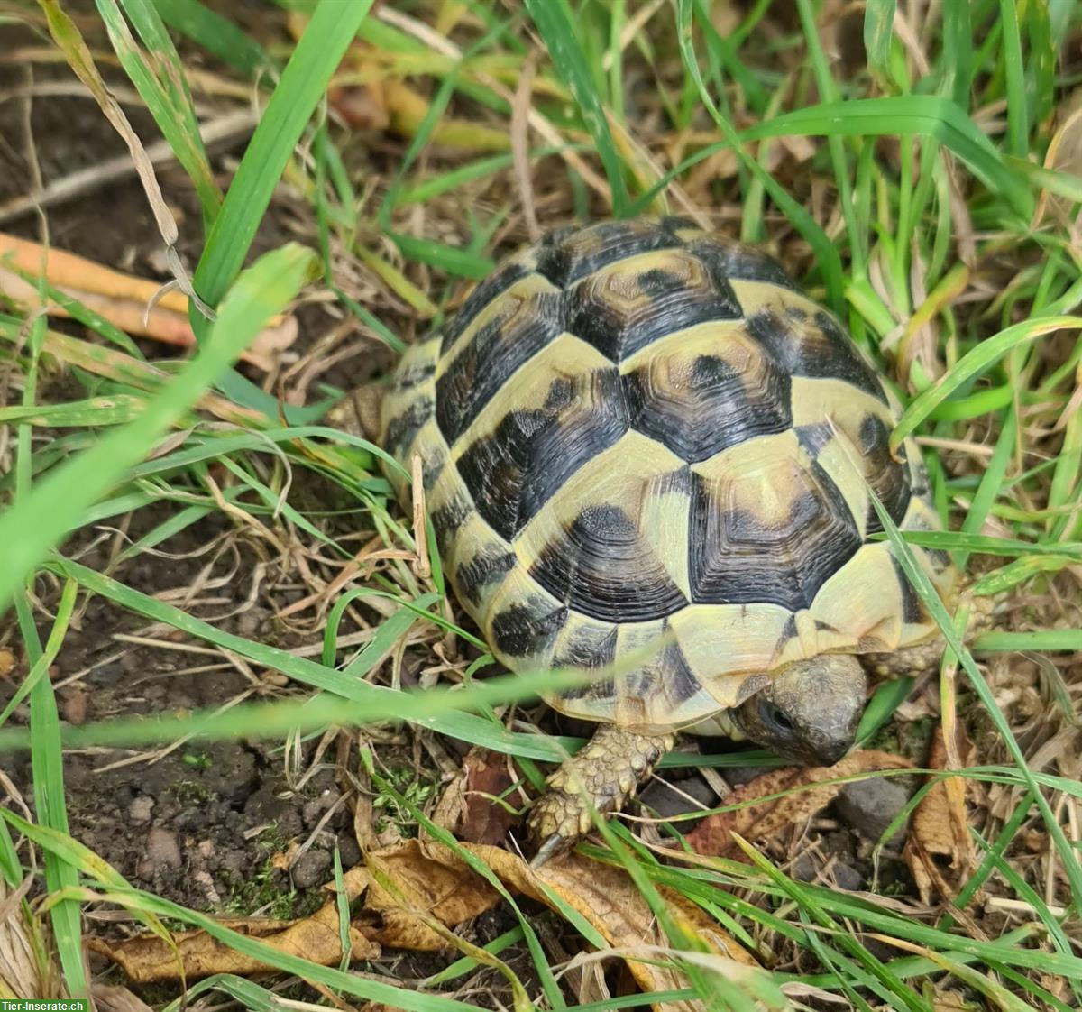 Bild 4: Baby-Schildkröten THB - Freigehege Aufzucht - Weibchen