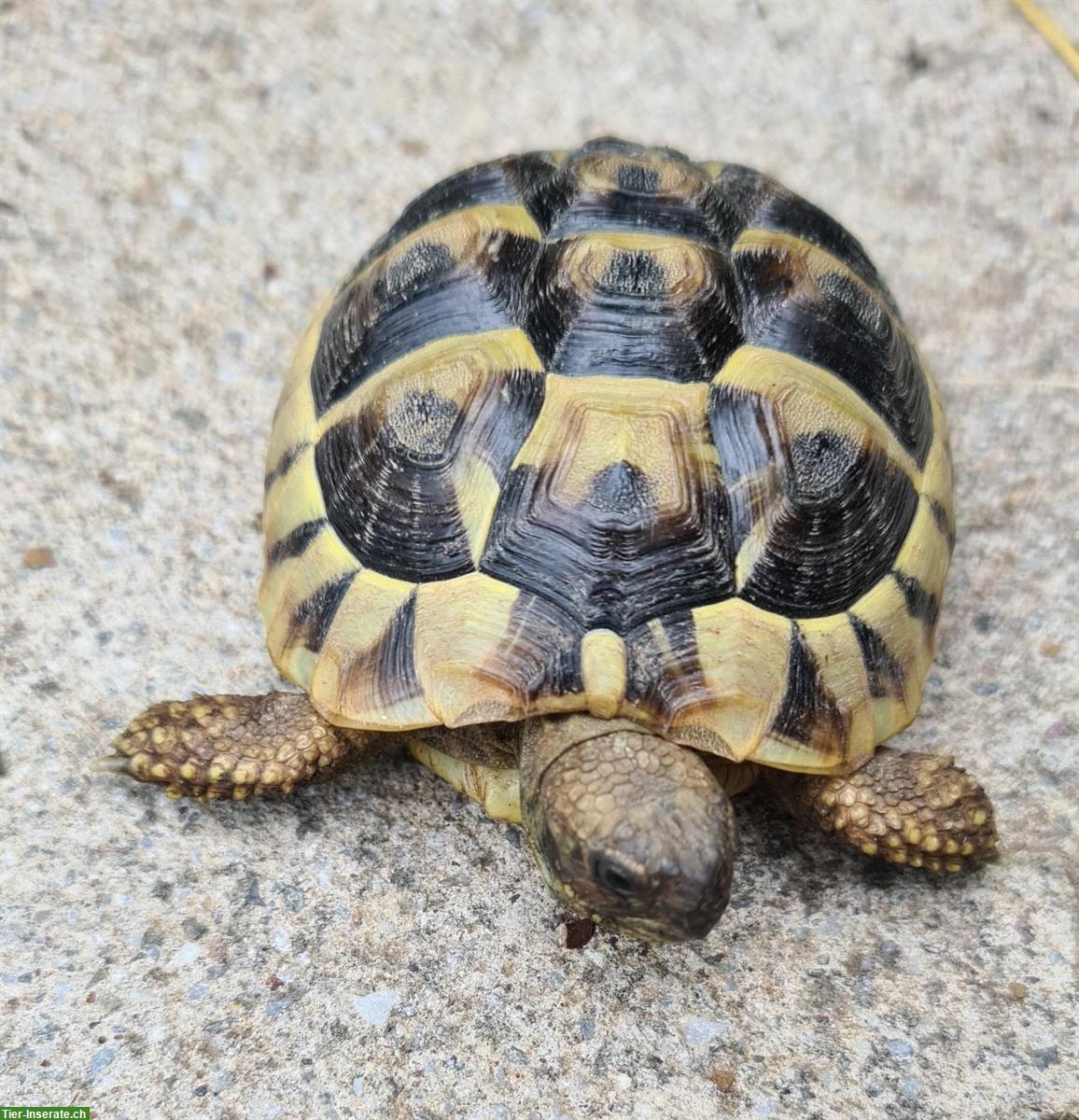Bild 5: Baby-Schildkröten THB - Freigehege Aufzucht - Weibchen