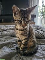 Junge Katzen männlich und weiblich zu verkaufen
