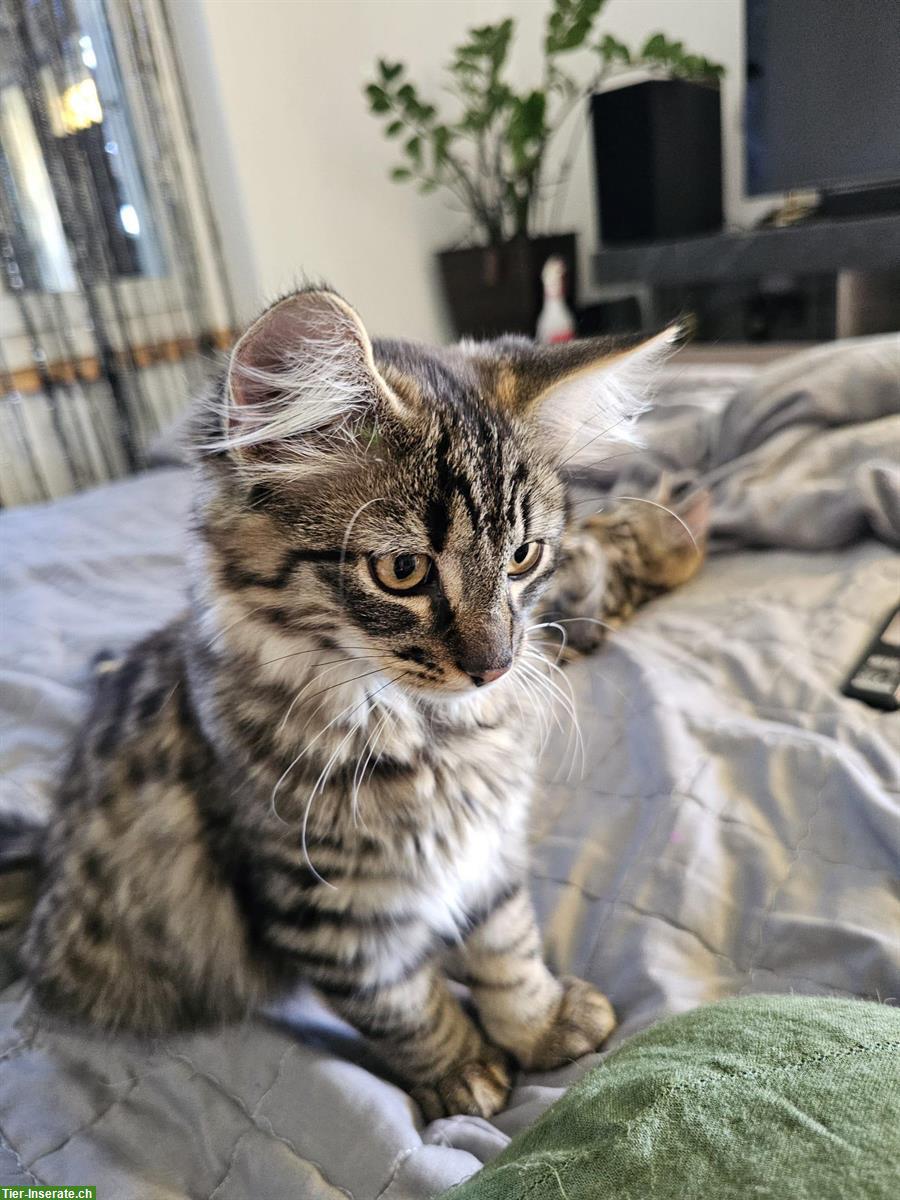 Bild 3: Junge Katzen männlich und weiblich zu verkaufen
