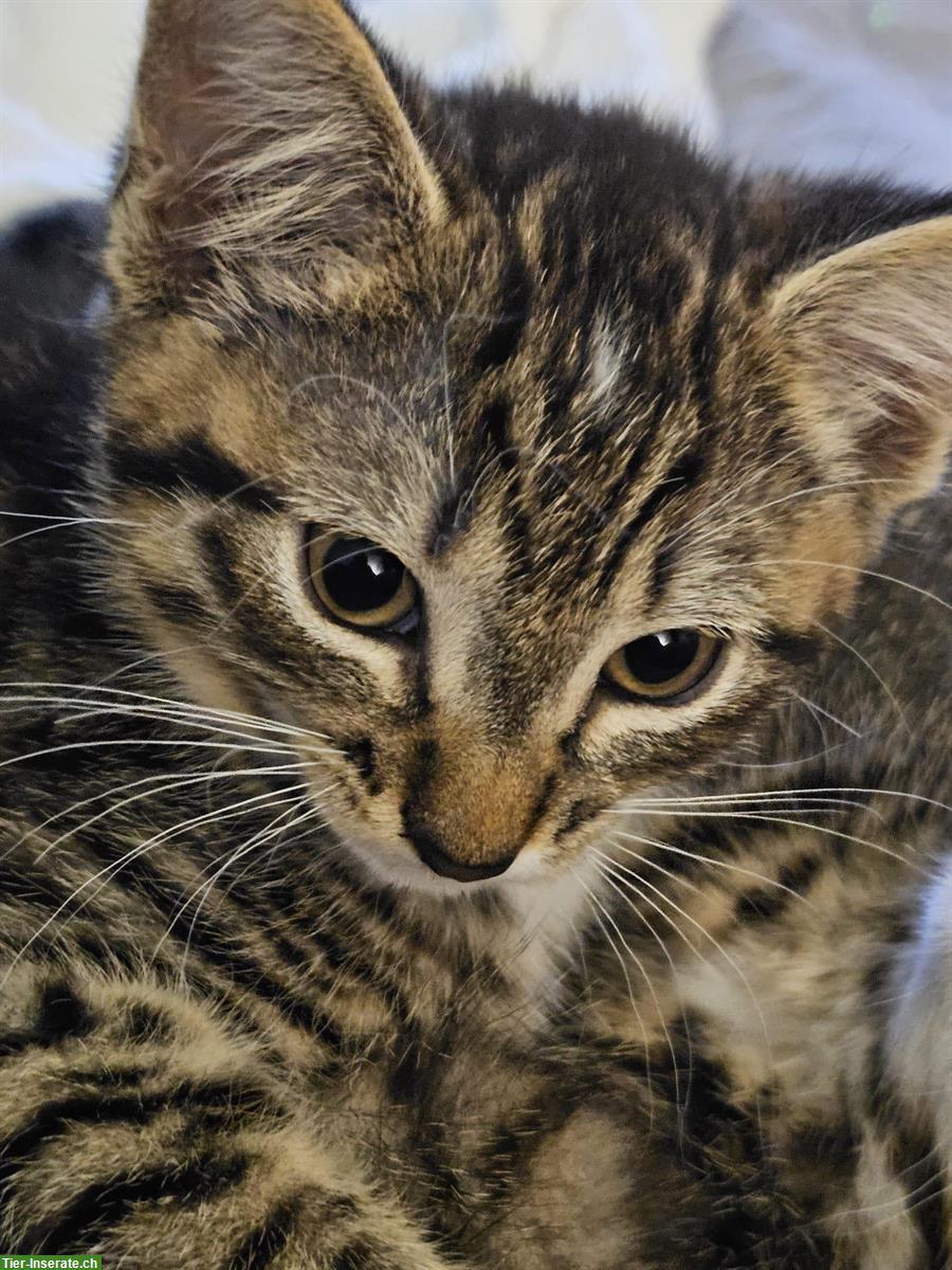Bild 4: Junge Katzen männlich und weiblich zu verkaufen