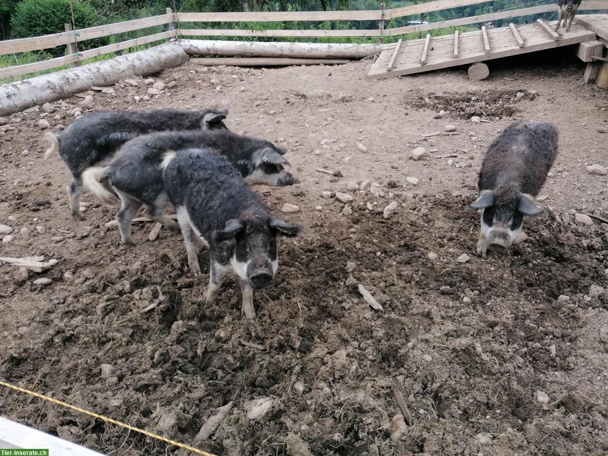 Wollschwein Jungtiere aus diversen Würfen zu vergeben