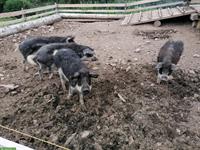 Wollschwein Jungtiere aus diversen Würfen zu vergeben