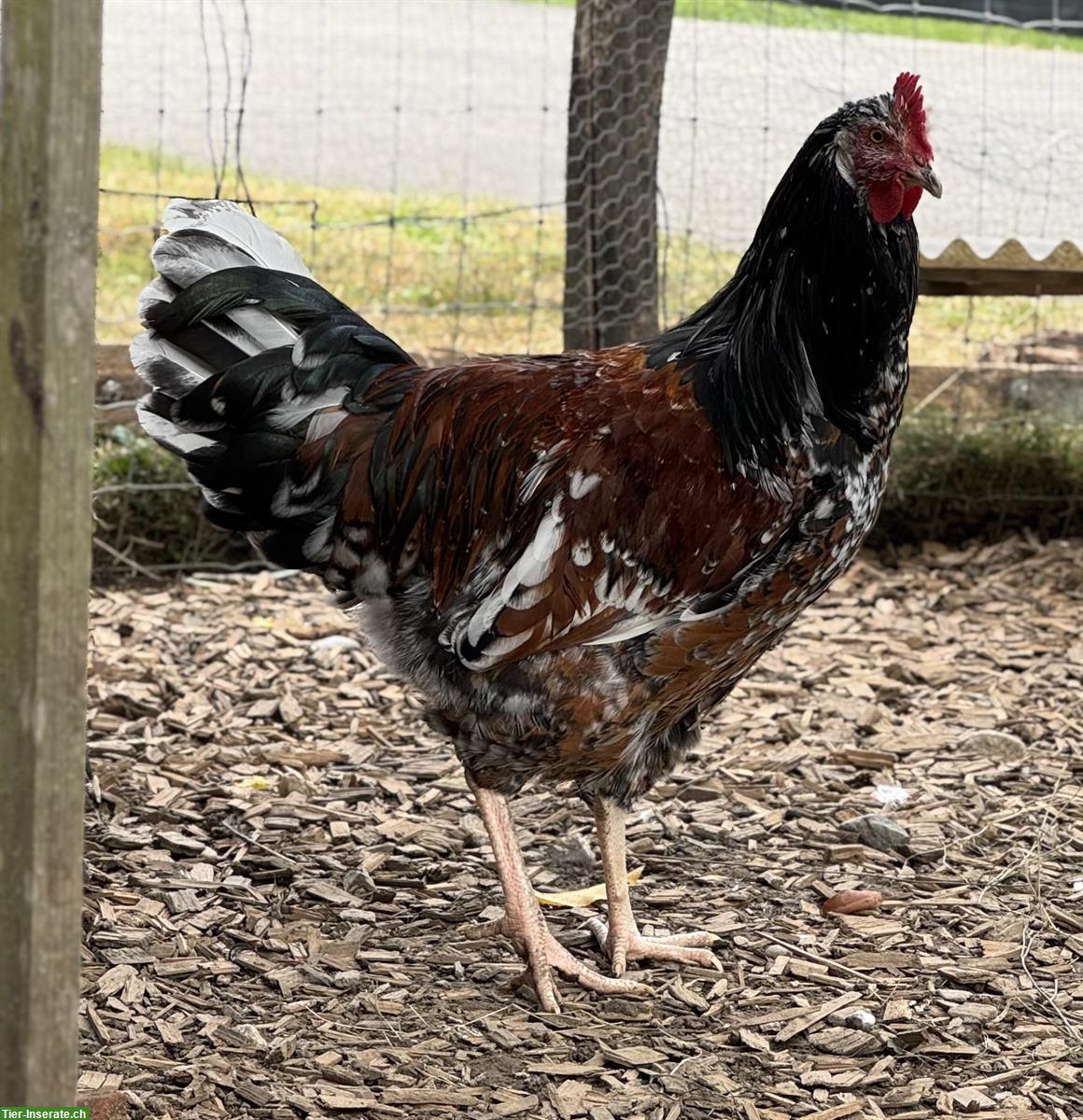 Hahn zu verschenken: Schwedisches Blumenhuhn